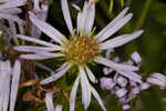 Elliott's aster